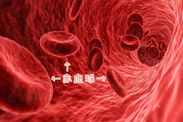 赤血球。その中にヘモグロビンが存在する。これらが不足すると貧血となる。鉄分を補うことで貧血の予防、改善となる。鉄分が入ったハーブティーを妊活中に飲んでみてください。